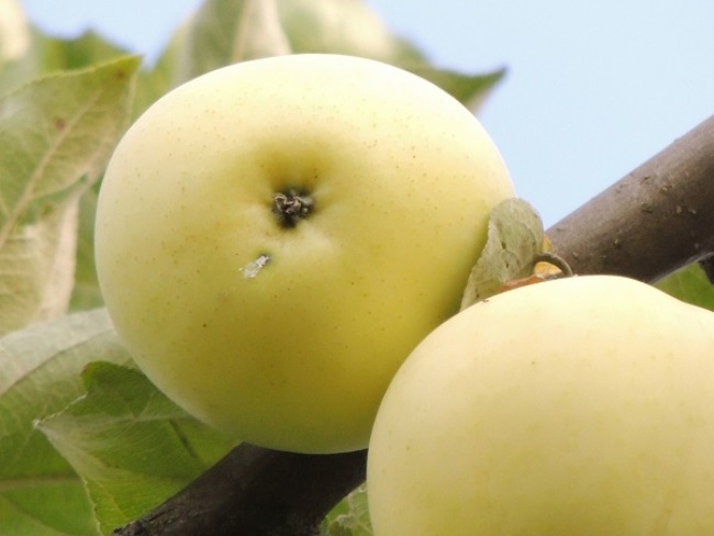 Яблоки дикие польза